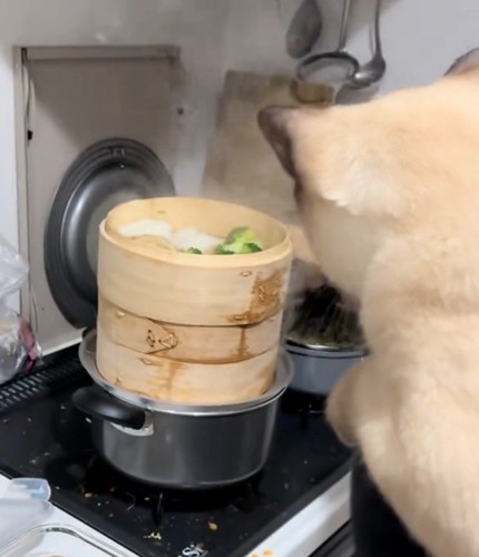 身を乗り出す猫