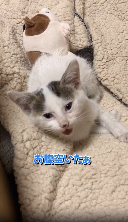 鳴く子猫
