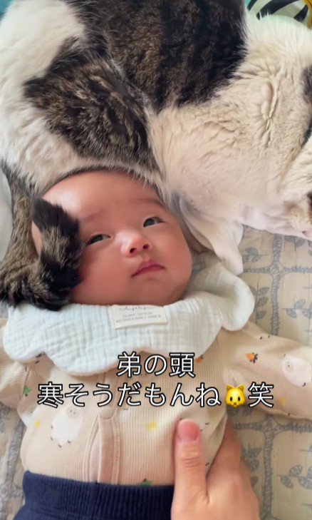 赤ちゃんと猫