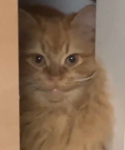 笑う猫
