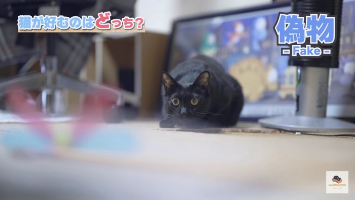 オモチャを狙う黒猫