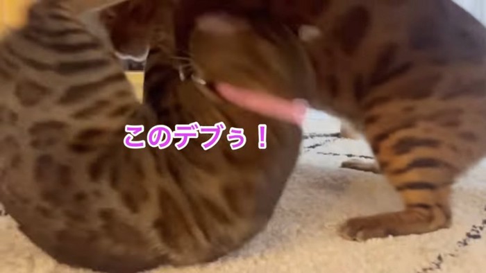 ひっくり返るピンクの首輪の猫