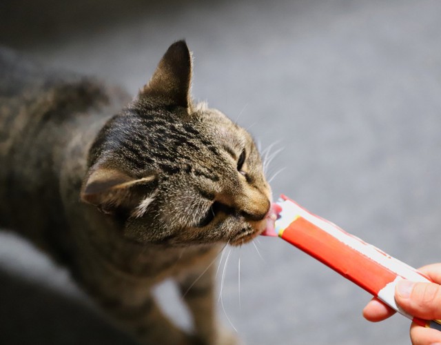 おやつをなめるキジトラ猫