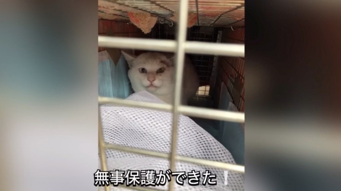 捕獲されたアイちゃん