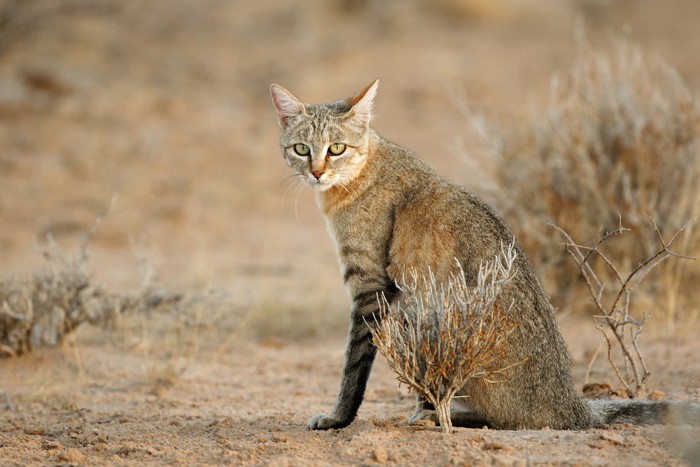 砂漠の猫