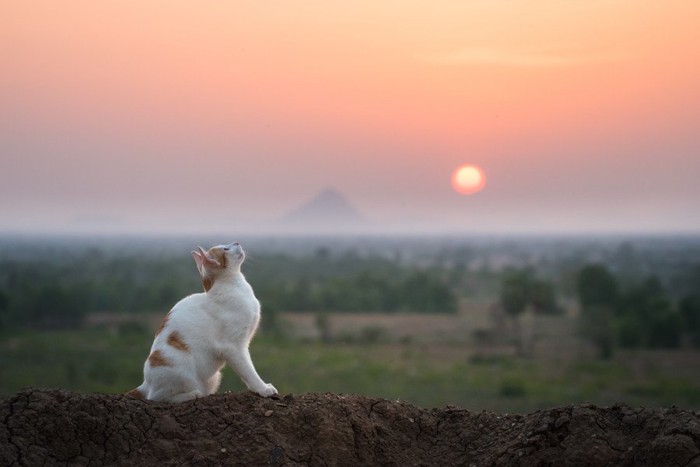 空を見上げる猫