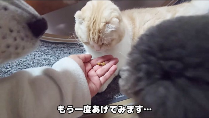 手の上にキャットフードを乗せて、猫に差し出す飼い主