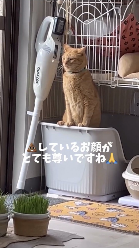 トイレをしている猫%％トイレ中のちまきちゃん