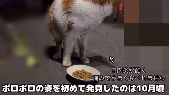 口内炎の猫