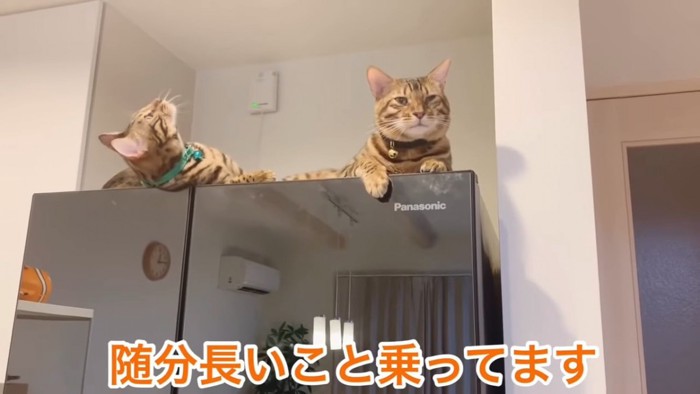 冷蔵庫の上でくつろぐ2匹の猫