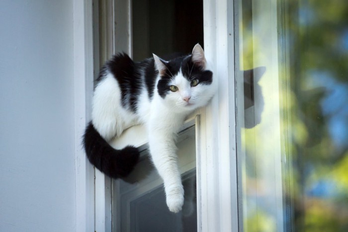 窓から出た猫