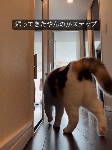 猫の後ろ姿