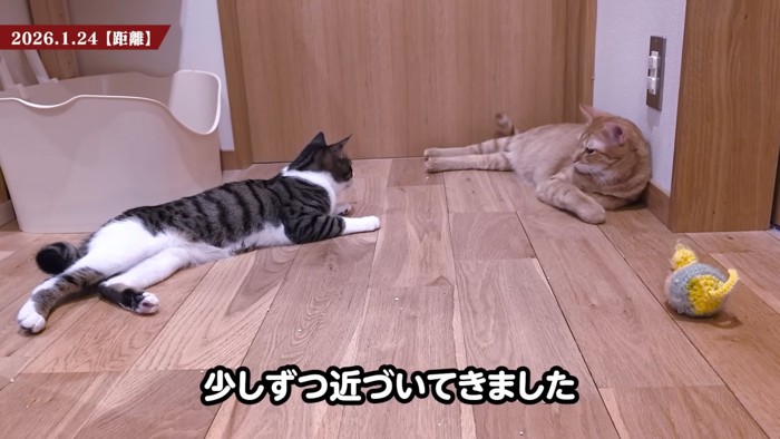 寝そべる2匹の猫