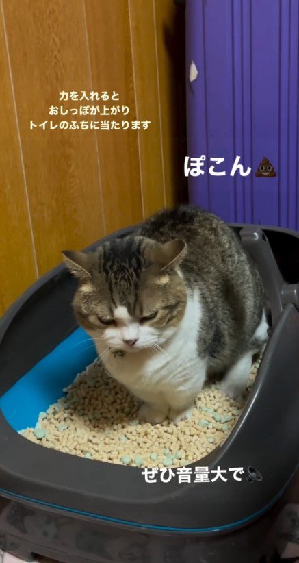 トイレで顔を横に向ける猫2