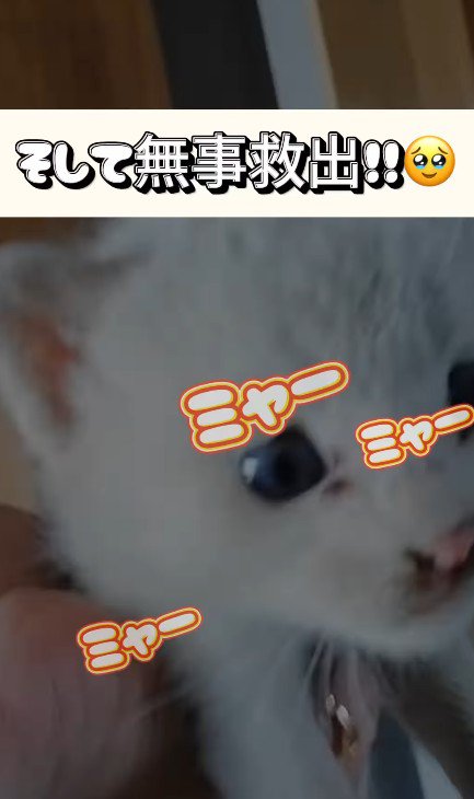 屋根裏から救い出された子猫