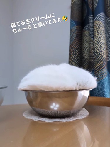 ボウルの中の白い塊