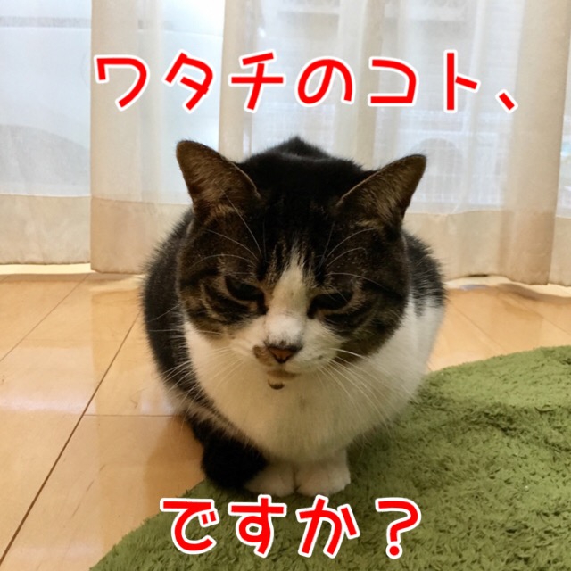 可愛い猫