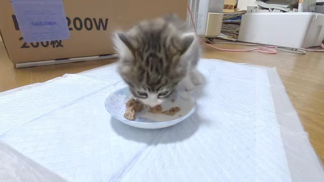 ごはんを食べる子猫