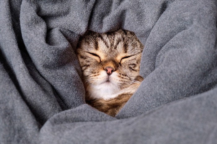 毛布に包まれる猫