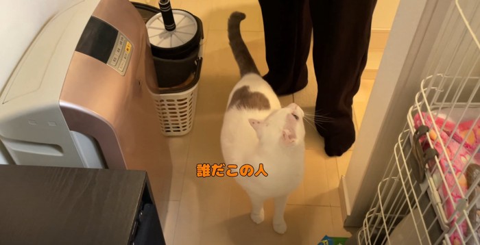 人の足と人を見上げる猫