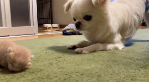 カーペットを這う子猫を見つめる犬