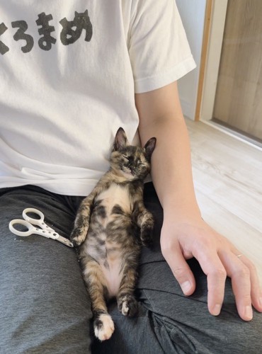 寝ている子猫