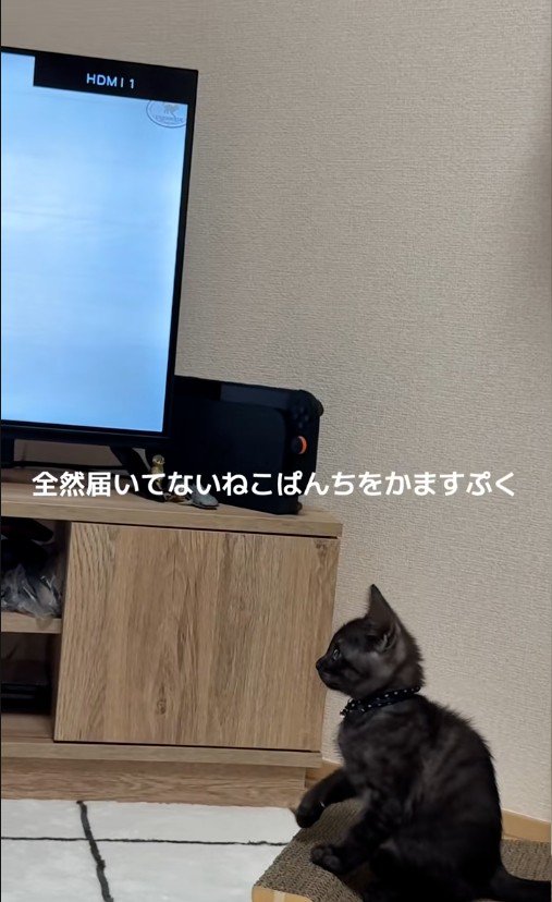 テレビを見ている子猫