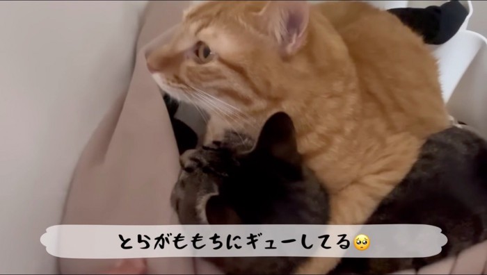 キジトラ猫の首に前足を回す茶トラ猫