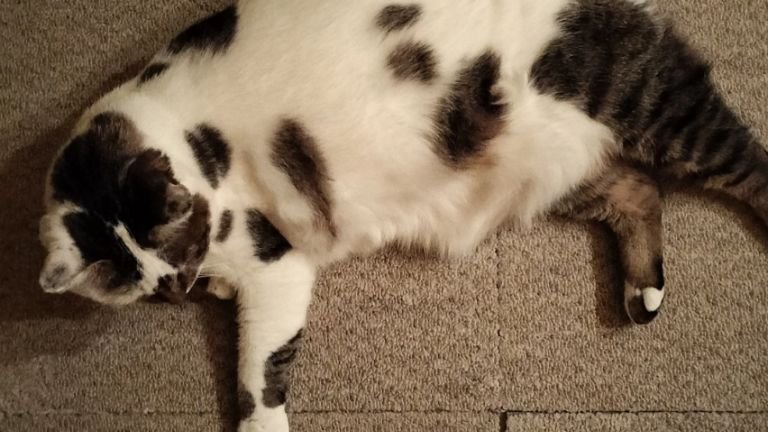 室内にいる猫