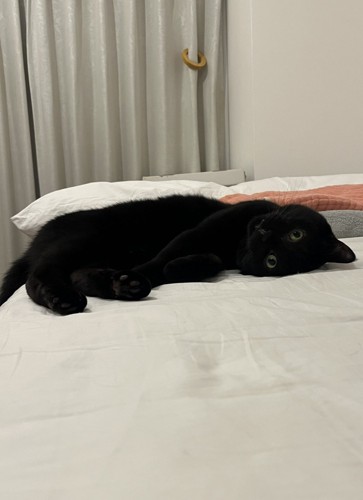 ベッドに横たわってカメラを見る猫