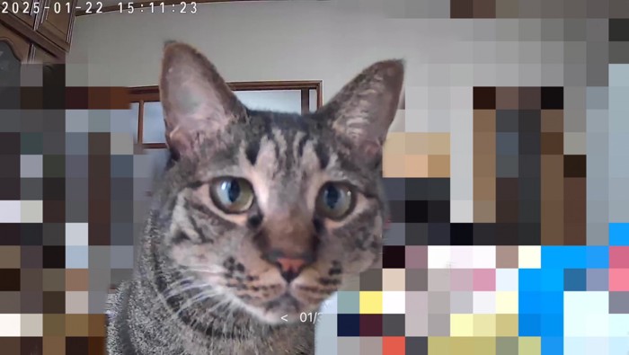 ペットカメラに映った猫