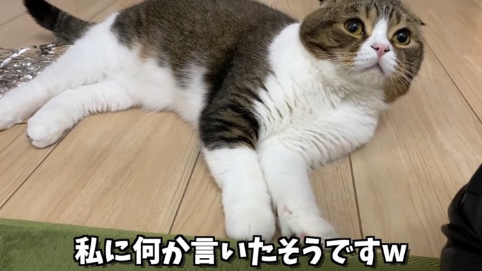 寝転んで上を見る猫