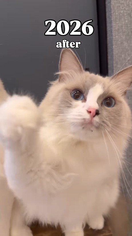 カメラにパンチする猫