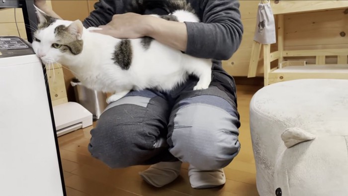 サイ型の椅子からお父さんの膝へ体を移す豆大福くん