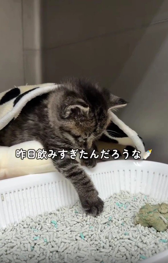 眠そうな猫
