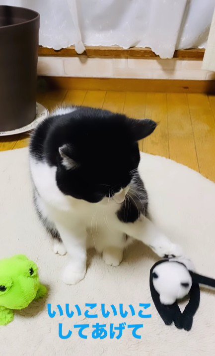 ぬいぐるみをなでる猫