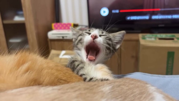 あくびをする猫