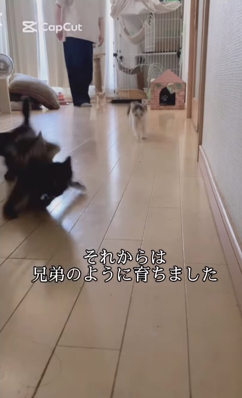 リビングを走っている4匹の子猫