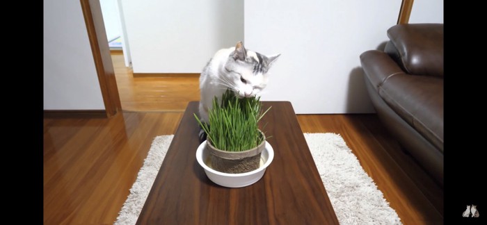 猫草を食べる猫