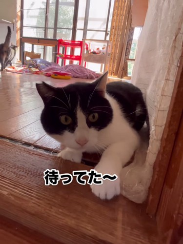 部屋の入口にいる猫