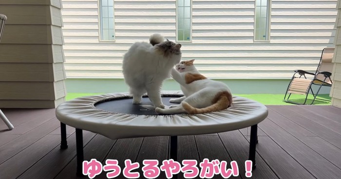 揉み合う猫