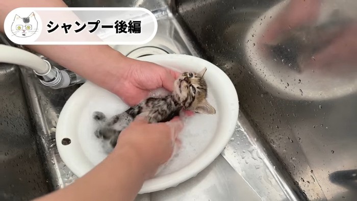 仰向けのキジちゃん