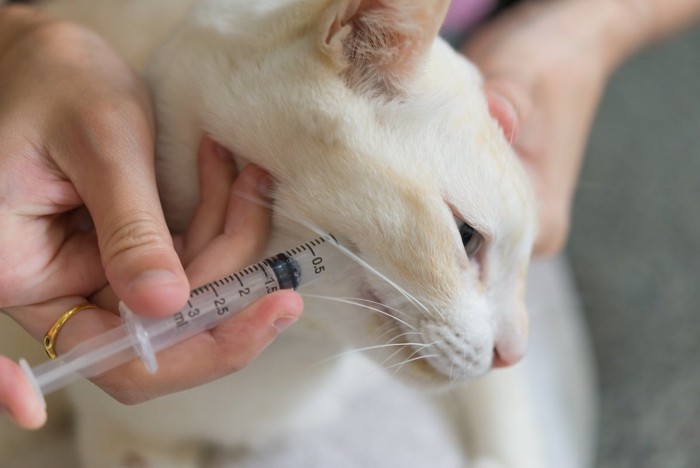 シリンジで水を飲む猫