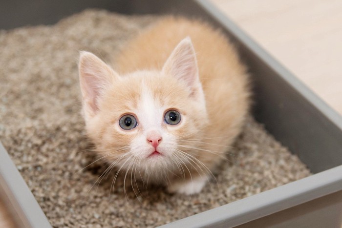 トイレでもの言いたげにみあげてくる猫