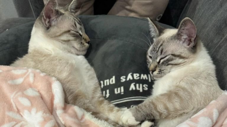 一緒に眠る猫