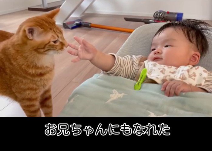 赤ちゃんの手に近づく猫