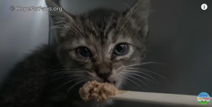 食べる子猫