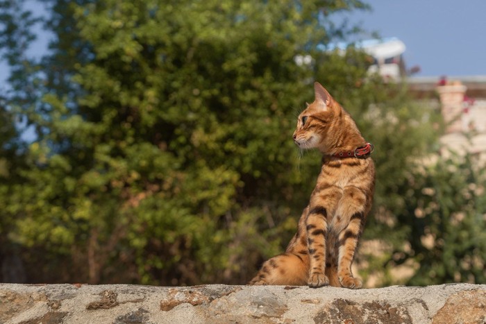 外壁の上の猫