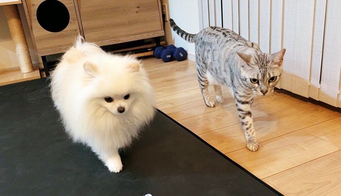 歩く犬と猫