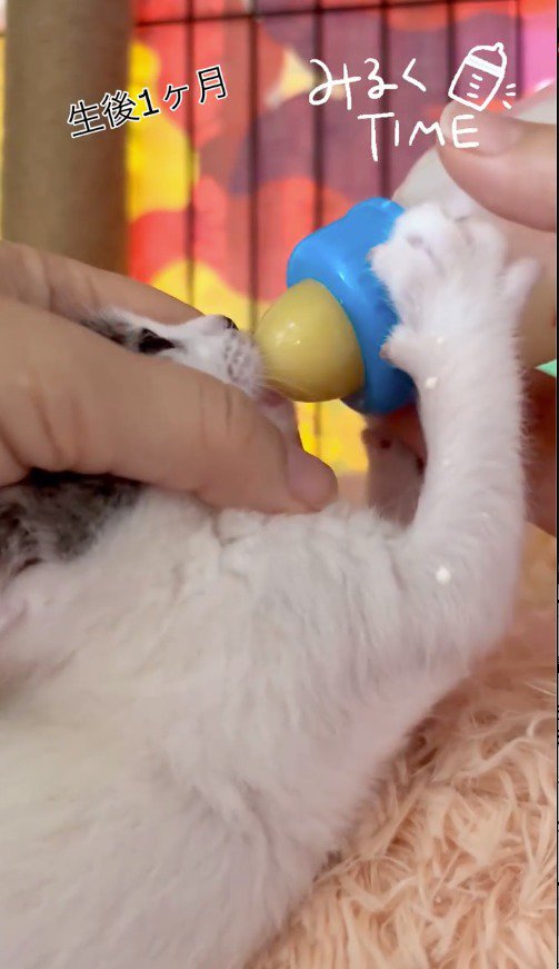 哺乳瓶を前足で掴む子猫